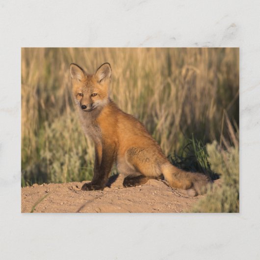 Young Red Fox bei Golden Hour Postkarte (Vorderseite)