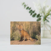 Young Red Fox bei Golden Hour Postkarte (Stehend Vorderseite)