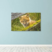 Young Red Fox durch den Zaun auf San Juan Leinwanddruck (Insitu (Holzboden))