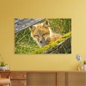 Young Red Fox durch den Zaun auf San Juan Leinwanddruck (Insitu (Wohnzimmer))