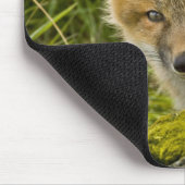 Young Red Fox durch den Zaun auf San Juan Mousepad (Ecke)