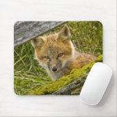 Young Red Fox durch den Zaun auf San Juan Mousepad (Mit Mouse)
