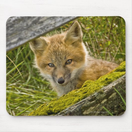 Young Red Fox durch den Zaun auf San Juan Mousepad (Vorne)