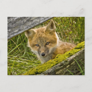 Young Red Fox durch den Zaun auf San Juan Postkarte