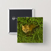 Young Red Fox kommt aus dem Verstecken in Büschen Button (Vorne & Hinten)