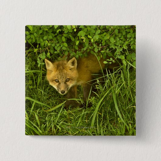 Young Red Fox kommt aus dem Verstecken in Büschen Button (Vorderseite)
