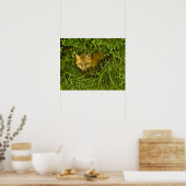 Young Red Fox kommt aus dem Verstecken in Büschen Poster (Küche)