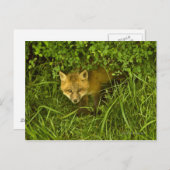 Young Red Fox kommt aus dem Verstecken in Büschen Postkarte (Vorne/Hinten)
