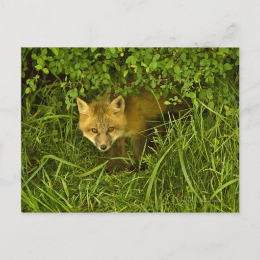 Young Red Fox kommt aus dem Verstecken in Büschen Postkarte (Vorderseite)