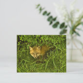 Young Red Fox kommt aus dem Verstecken in Büschen Postkarte (Stehend Vorderseite)