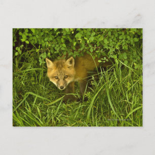 Young Red Fox kommt aus dem Verstecken in Büschen Postkarte