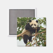 Young Riese Panda Magnet (Vorderseite/Rückseite)