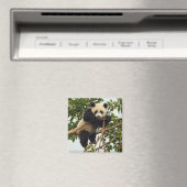 Young Riese Panda Magnet (In Situ (Geschirrspüler))