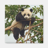 Young Riese Panda Magnet (Vorne)