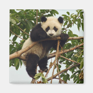 Young Riese Panda Magnet