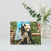 Young Riese Panda Postcard Postkarte (Stehend Vorderseite)
