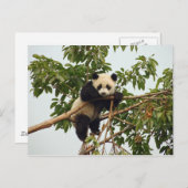 Young Riese Panda Postcard Postkarte (Vorne/Hinten)