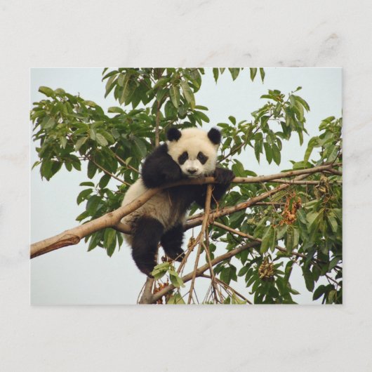 Young Riese Panda Postcard Postkarte (Vorderseite)