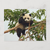 Young Riese Panda Postcard Postkarte (Vorderseite)