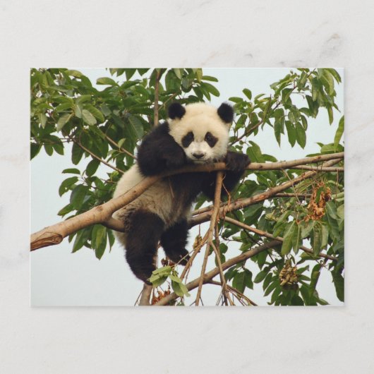Young Riese Panda Postcard Postkarte (Vorderseite)