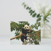 Young Riese Panda Postcard Postkarte (Stehend Vorderseite)
