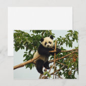 Young Riese Panda Postcard Postkarte (Vorne/Hinten)
