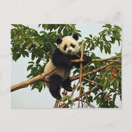 Young Riese Panda Postcard Postkarte (Vorderseite)