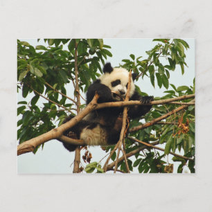 Young Riese Panda Postcard Postkarte