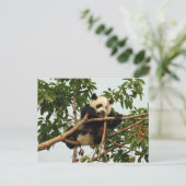 Young Riese Panda Postcard Postkarte (Stehend Vorderseite)