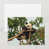 Young Riese Panda Postcard Postkarte (Vorne/Hinten)