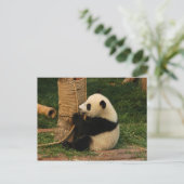 Young Riese Panda Postkarte (Stehend Vorderseite)