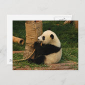 Young Riese Panda Postkarte (Vorne/Hinten)