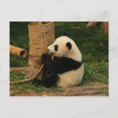 Young Riese Panda Postkarte (Vorderseite)