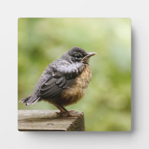 Young Robin Fotoplatte
