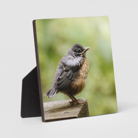 Young Robin Fotoplatte (Vorderseite)