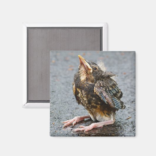 Young Robin Magnet (Vorderseite/Rückseite)