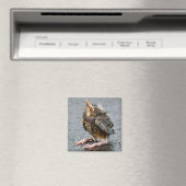 Young Robin Magnet (In Situ (Geschirrspüler))