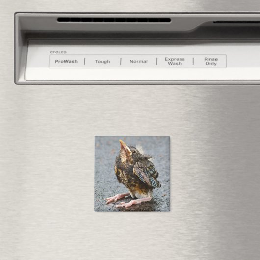 Young Robin Magnet (In Situ (Geschirrspüler))