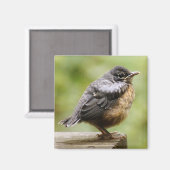 Young Robin Magnet (Vorderseite/Rückseite)