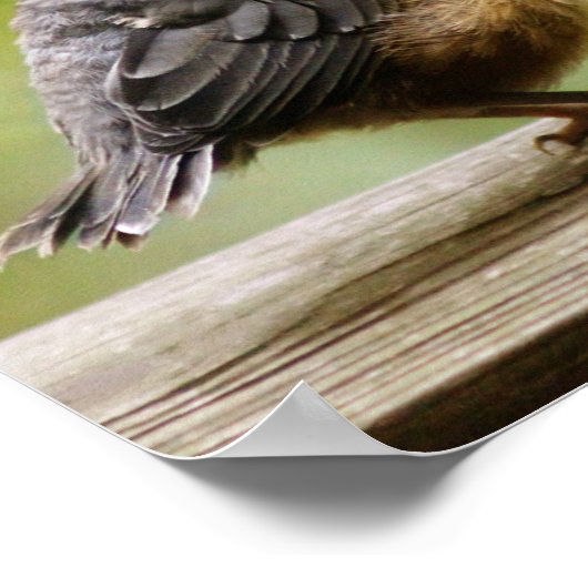 Young Robin Poster (Ecke)