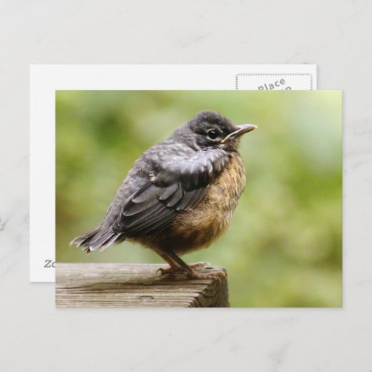 Young Robin Postkarte (Vorne/Hinten)