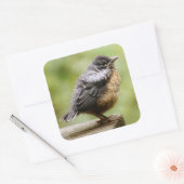 Young Robin Quadratischer Aufkleber (Umschlag)