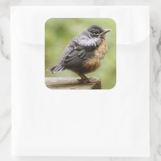 Young Robin Quadratischer Aufkleber (Tasche)