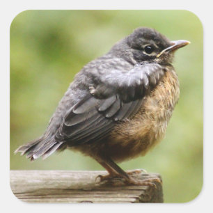Young Robin Quadratischer Aufkleber