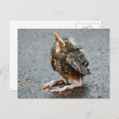 Young Robin Sitting Postcard Postkarte (Vorne/Hinten)