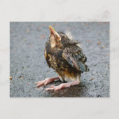 Young Robin Sitting Postcard Postkarte (Vorderseite)