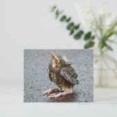 Young Robin Sitting Postcard Postkarte (Stehend Vorderseite)