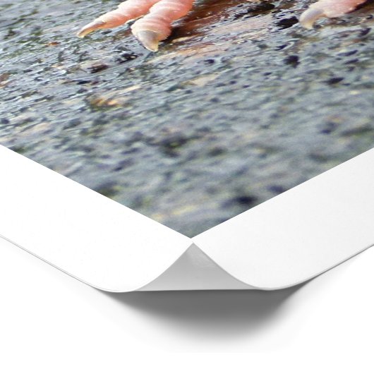 Young Robin Sitting Poster (Ecke)