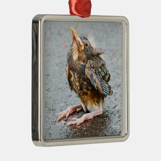 Young Robin sucht nach Ornamenten Silbernes Ornament (Rechts)