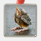 Young Robin sucht nach Ornamenten Silbernes Ornament (Vorne)